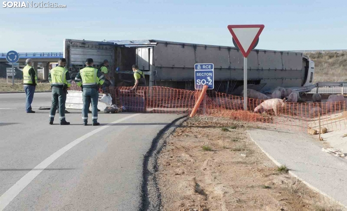 Accidente de un camión con 200 cerdos en Soria