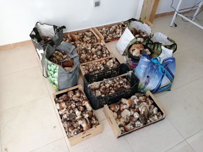Los primeros decomisos micológicos en Soria alcanzan los 154 kilogramos