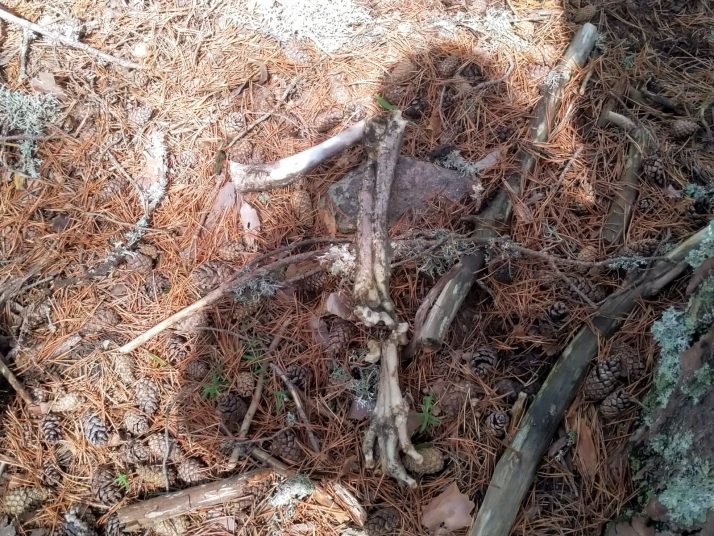 Encuentran los restos de un niño en el entorno de la Laguna Negra