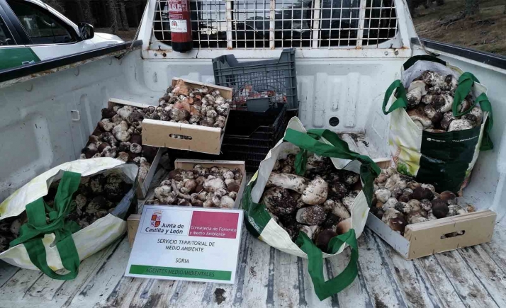 Los últimos operativos de control de recolección y comercialización de setas en Soria suman 18 denuncias y 227 kilos decomisados