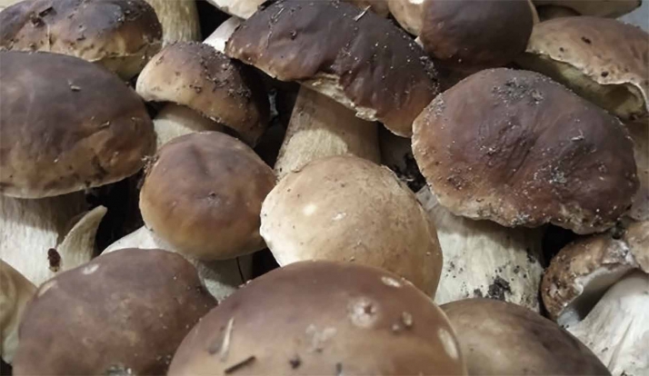 Estos son los precios de las setas para este sábado