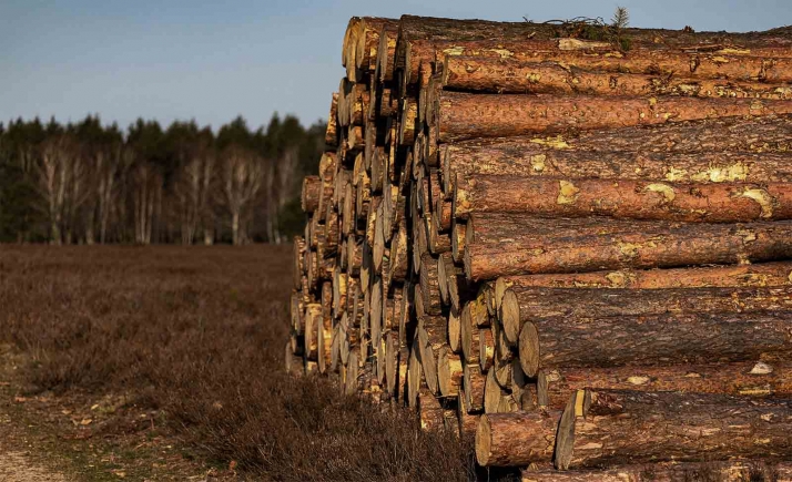 La Junta licita en Soria 21 lotes de madera y dos aprovechamientos cinegéticos valorados en 1,6 M€