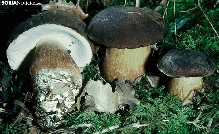 Así están los precios de las setas en Soria