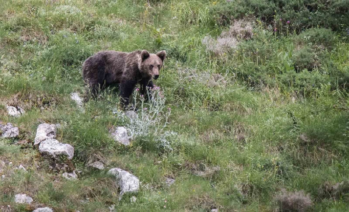 Castilla y León, Cataluña y el Valle de Arán abordan la coexistencia de la ganadería con el oso pardo