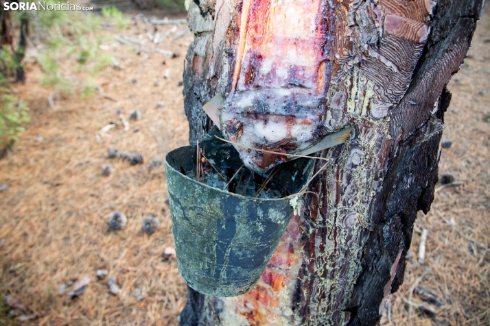 Tardelcuende prevé una campaña resinera de récord