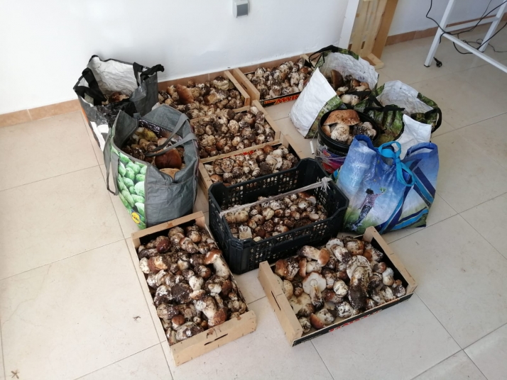 Incautados más de 90 kilos de boletus en el coto de Pinares Urbión