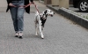 Foto 1 - Nueva campaña municipal de concienciación para propietarios de mascotas en puntos de esparcimiento para perros
