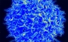 Imagen de micrografía de un linfocito T humano del sistema inmunitario. / NIAID