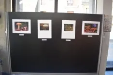 La exposición del concurso. /ASOCOMM