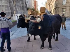 Foto 16 - Jarda y Payaso reivindican en Soria el legado de una raza que se niega a desaparecer