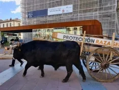 Foto 5 - Jarda y Payaso reivindican en Soria el legado de una raza que se niega a desaparecer