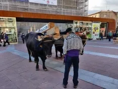 Foto 15 - Jarda y Payaso reivindican en Soria el legado de una raza que se niega a desaparecer