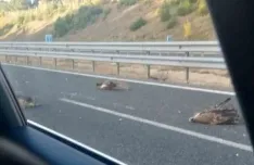 Foto 4 - Aparecen muertos seis buitres en la SO-20