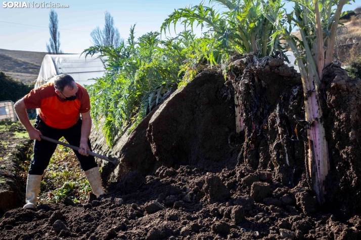 Todo listo para una nueva edición de las Jornadas del Cardo Rojo de Ágreda