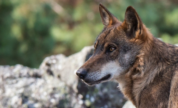 El Supremo confirma la legalidad del plan de la Junta de caza del lobo al norte del Duero del periodo 2016 - 2019