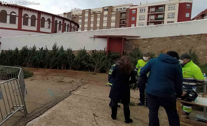 Piden destinar a La Palma la recaudación de los pinos navideños