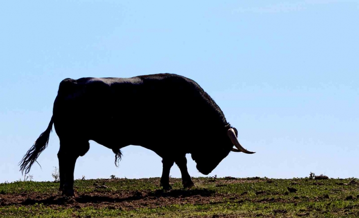 Abre la convocatoria del Premio Tauromaquia de Castilla y León 2021