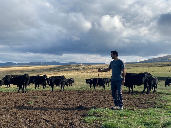 Más de 250 vacas negras serranas se salvan del sacrificio, pero a un precio muy alto