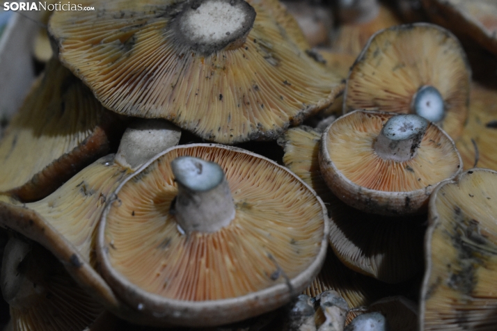Estos son los precios de los distintos tipos de setas este fin de semana en Soria