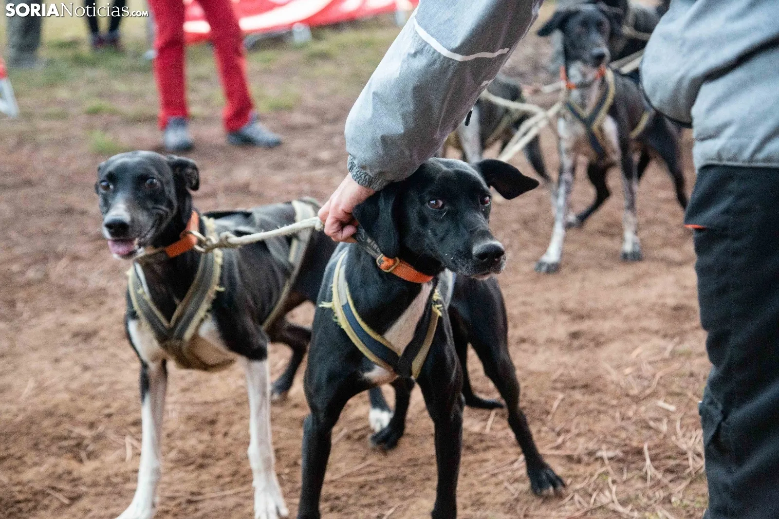 Mushing conquista Ólvega / María Ferrer