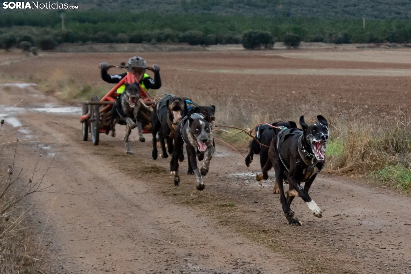 Mushing conquista Ólvega / María Ferrer