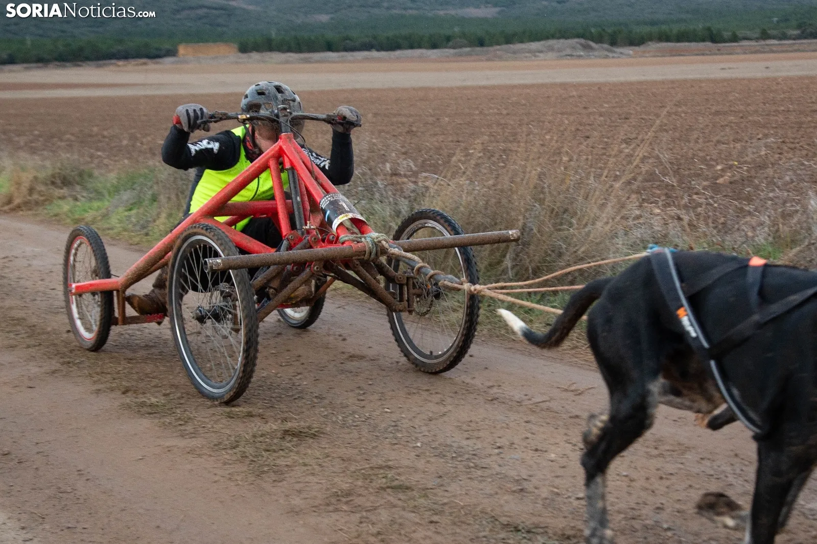 Mushing conquista Ólvega / María Ferrer