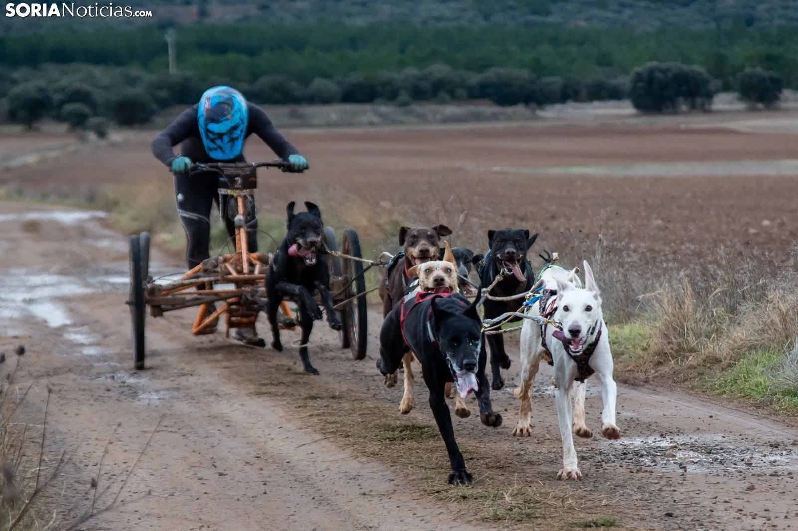 Mushing conquista Ólvega / María Ferrer