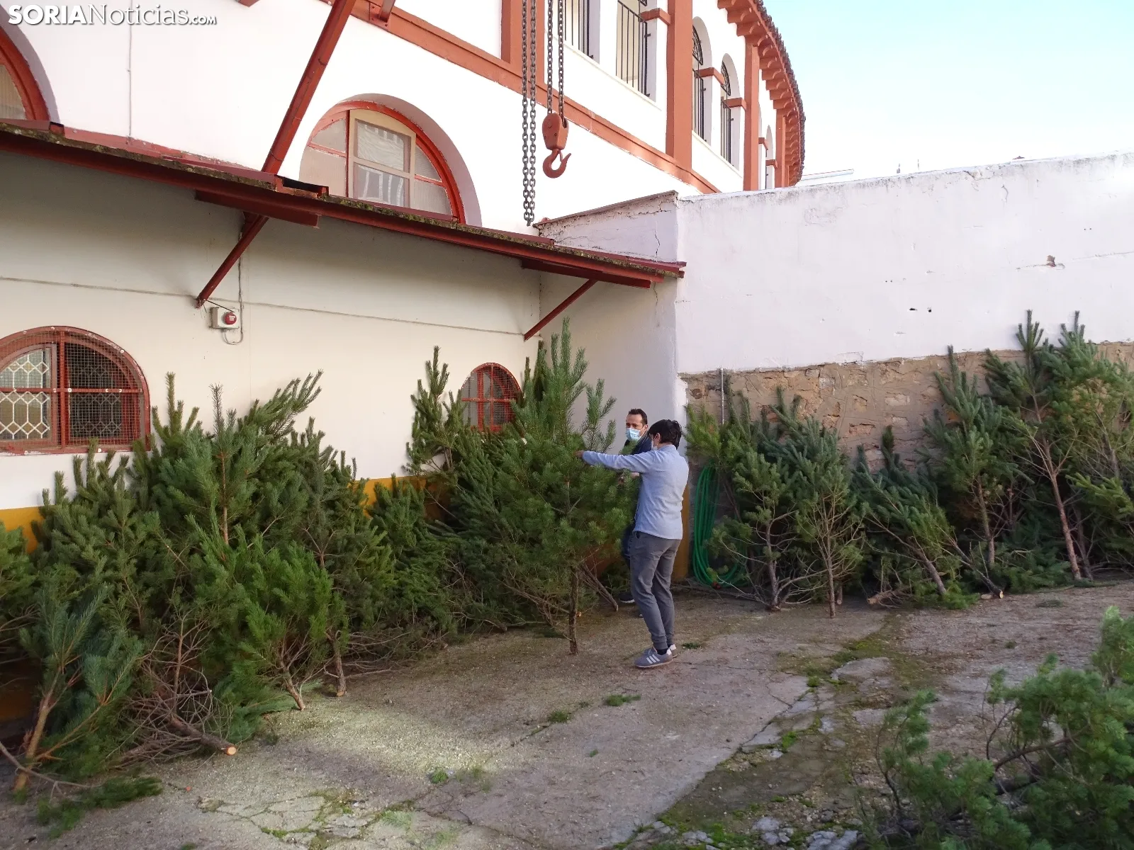 Imágenes del reparto de pinos esta mañana. SN