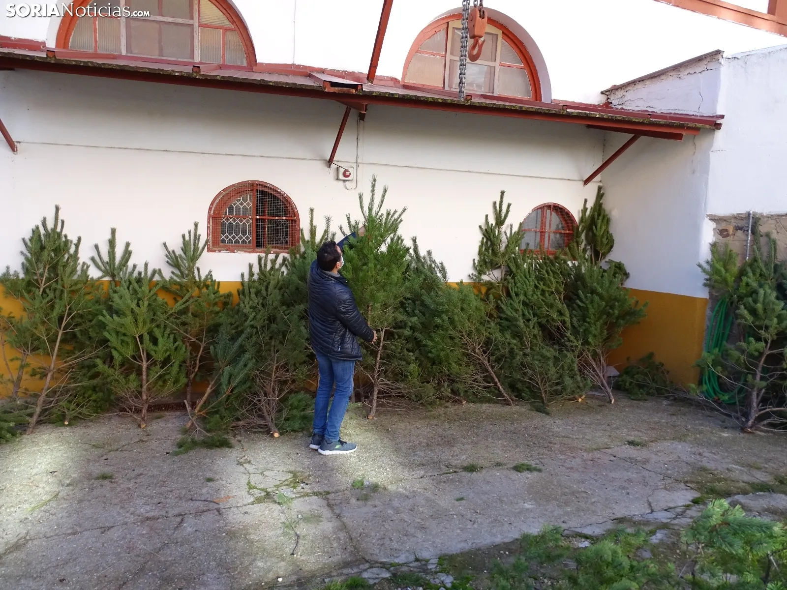 Imágenes del reparto de pinos esta mañana. SN