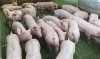 Foto 1 - Fuensúco presenta alegaciones a un proyecto de granja porcina