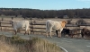 Foto 1 - El PP reitera su queja por la presencia de vacas en la carretera de Valonsadero
