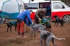 Mushing conquista Ólvega / María Ferrer