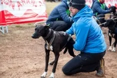 Mushing conquista Ólvega / María Ferrer