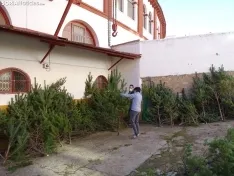 Imágenes del reparto de pinos esta mañana. SN