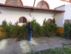 Imágenes del reparto de pinos esta mañana. SN