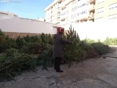 Imágenes del reparto de pinos esta mañana. SN