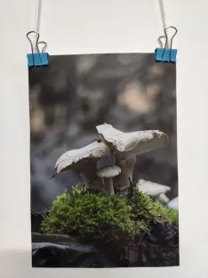 Foto 3 - El I Concurso de Fotograf&iacute;a Micol&oacute;gica de Valdelagua del Cerro llega hasta Australia