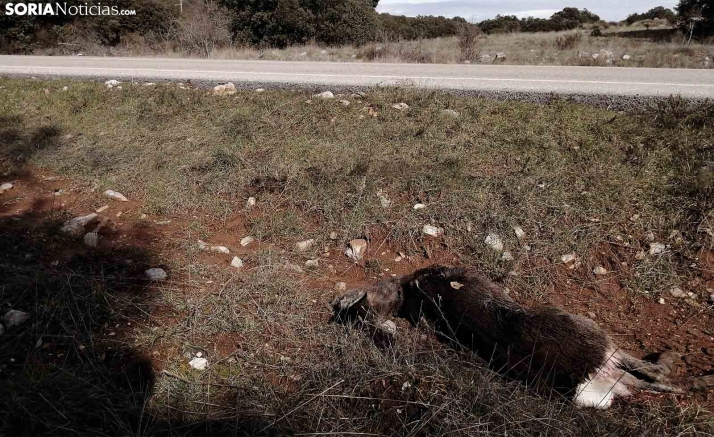 La Consejería de Fomento invertirá 310.000 &euro; para señales luminosas de aviso de cruce de animales en carreteras