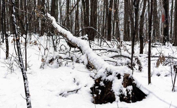 Convocadas ayudas regionales para la prevención de daños a los bosques por 30 M&euro;