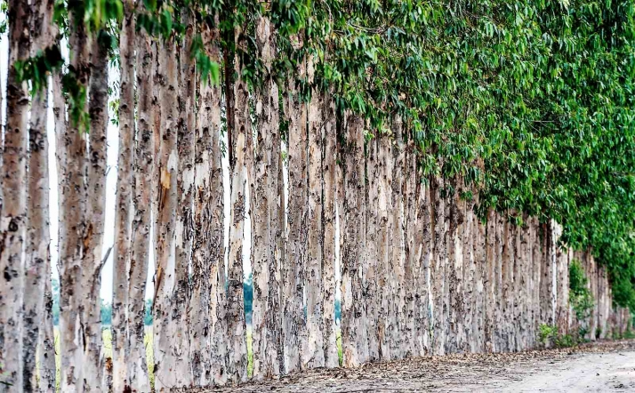 El Comité Europeo de Normalización aprueba el informe del Cesefor sobre clasificación estructural de frondosas