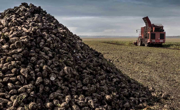 Los remolacheros de Castilla y León podrán recibir anualmente, entre 2023 y hasta 2027, cerca de 13 M&euro; en de ayudas asociadas