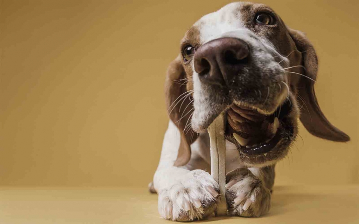 Soria Futuro invierte en una empresa de productos ecológicos para perros que tendrá sede en la capital