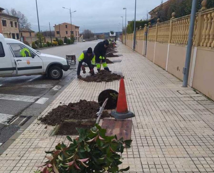 El Burgo replantará más de 300 árboles y plantas dañados por Filomena