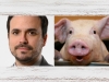 Foto 1 - 7.500 cerdos para pagar el sueldo de Garzón