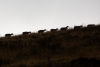 Foto 1 - La realidad del campo: Soria dice ‘adiós’ a las ovejas y las vacas de leche