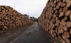 Foto 1 - Aprobada la adjudicación de aprovechamientos maderables por 148.000 &euro;