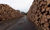 Foto 1 - Adjudicado el contrato de enajenación de un aprovechamiento maderable en Pinar Grande por 79.000 euros