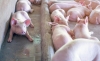 Foto 1 - Soria vende más de 2 millones de cerdos al año