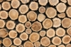 Foto 1 - Soria licita más de 258.000 euros en aprovechamientos maderables en su última JGL