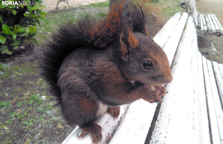 Las acciones ambientales del Ayuntamiento de Soria llegaron a 500 personas en 2021